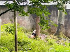 -中国大熊猫保护研究中心雅安碧峰峡基地