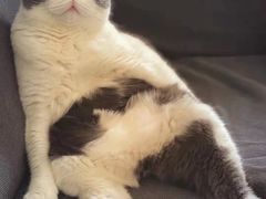 -飞行喵MR PILOT|猫舍·猫咖(静安大融城店)