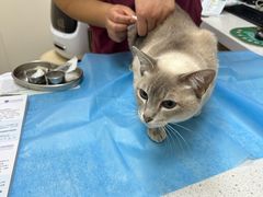 -芭比堂动物医院·CT·微创中心(新顺分院)