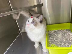 -艾贝尔宠物诊疗