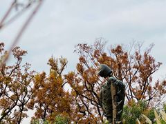 -三鹰之森吉卜力美术馆