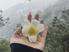 -缙云山景区