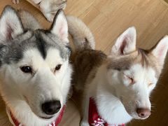 -Husky Go! 哈士奇体验馆·宠物咖啡厅狗咖