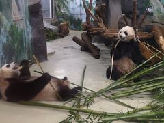 景点-成都大熊猫繁育研究基地