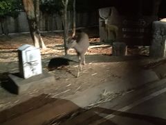 -清迈夜间动物园