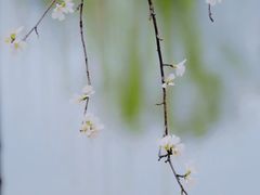 -桃花堤公园