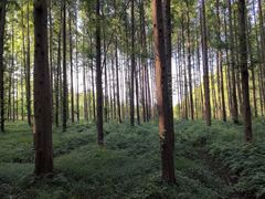 -黄海国家森林公园