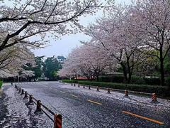 -武汉大学-樱园