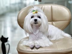 -鑫艺宠物美容培训学校