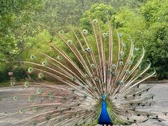 -西霞口神雕山野生动物世界