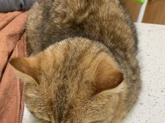 -瑞鹏宠物医院·夜间急症·心超·猫科(祖庙分店)