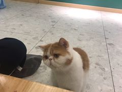 -飞行喵MR PILOT|猫舍·猫咖(静安大融城店)