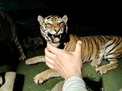 -大连森林动物园