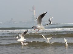-南戴河旅游度假区