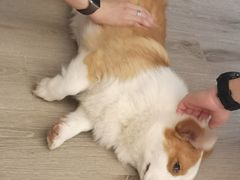 -浣熊柯尔鸭土拨鼠·电玩咖