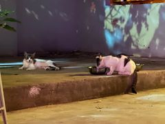 -ZING鲸鱼啤酒(葡萄院店)