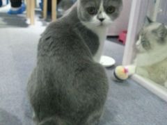 -喵的天空名猫咖啡馆·撸猫·猫舍·用品