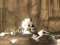 -泉州海丝野生动物世界