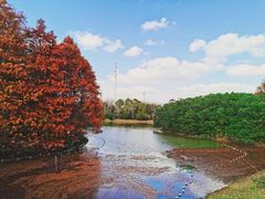 -上海海湾国家森林公园