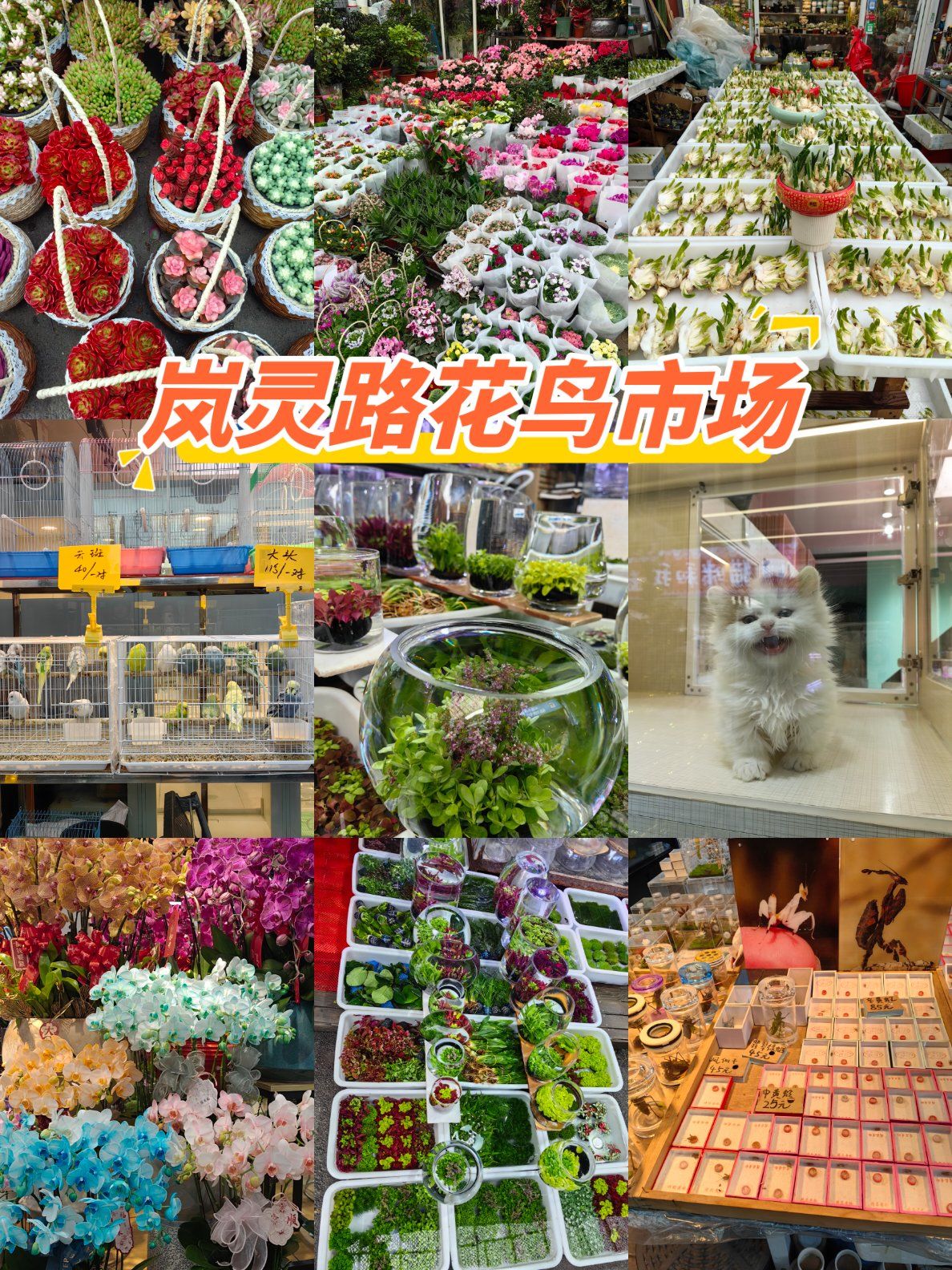 市区里最大的花鸟市场