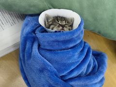 -萌兽医馆·宠物医院·猫骨科(创景店)