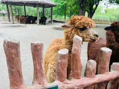 -上海野生动物园