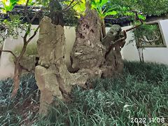 -秋霞圃