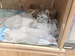 -藏猫猫咖啡主题馆(中央大道店)