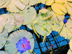 -国家植物园南园