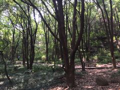 -灵岩山风景区