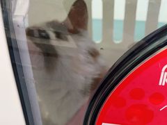 -纳吉亚猫专科动物医院·北北分院