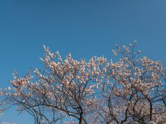 -梅花山(明孝陵内)