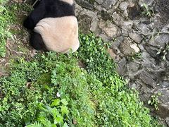 -都江堰中华大熊猫苑