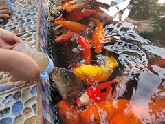 -南湖梦幻岛