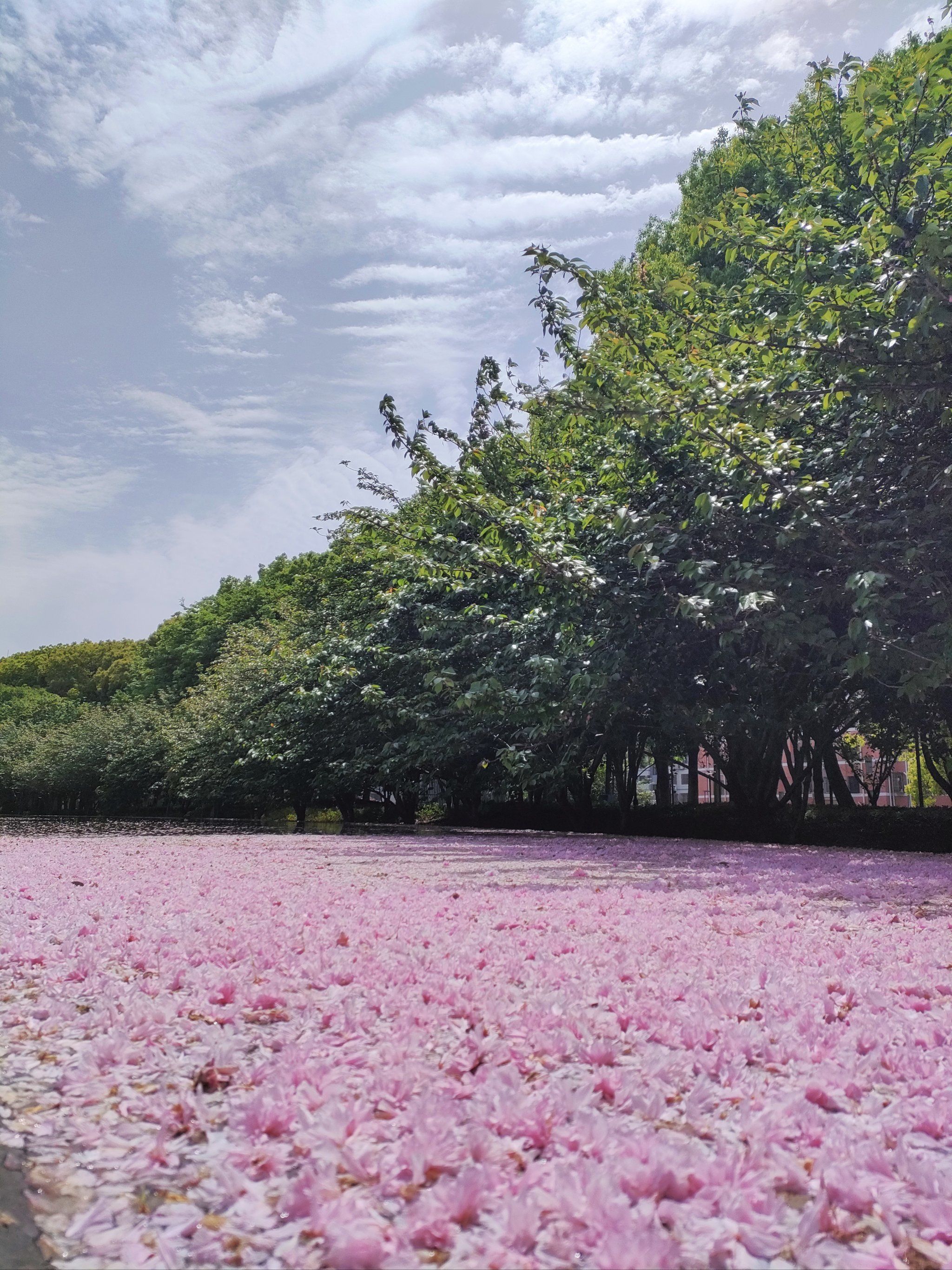 晚樱花瓣飘落在水中,
恰似樱花雨落下