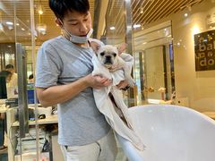-momokira米努特·德文卷毛猫·棉花面纱犬