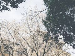-武汉大学-樱园