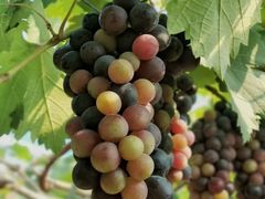 -海堤葡萄园中小学生研学基地