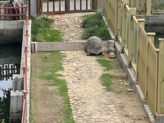 -广东惠东海龟国家级自然保护区