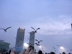 -大连星海广场音乐喷泉