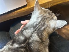 -猫猫幼稚园·撸猫·桌游·电玩