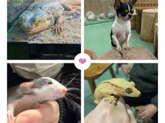 -藦茜花园宠物主题亲子互动体验馆(国顺东路店)