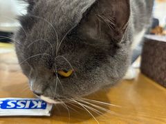 -藏猫猫咖啡主题馆(中央大道店)