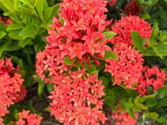 -亚龙湾国际玫瑰谷