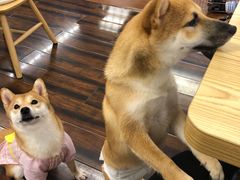 -豆柴町-柴犬主题狗咖(红鼎国际C座店)