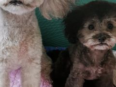 -家有小宠宠物美容(双楠街店)