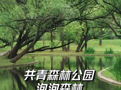 -上海共青森林公园