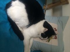 Anne猫窝咖啡屋-Anne猫窝咖啡屋