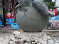 -广东惠东海龟国家级自然保护区