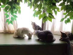-猫猫幼稚园·撸猫·桌游·电玩